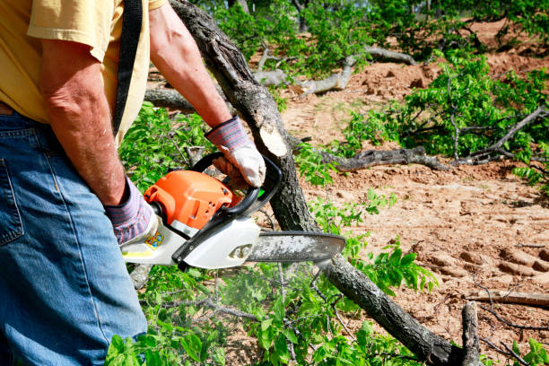 Best Tree Clearing Services  in Northlake, TX